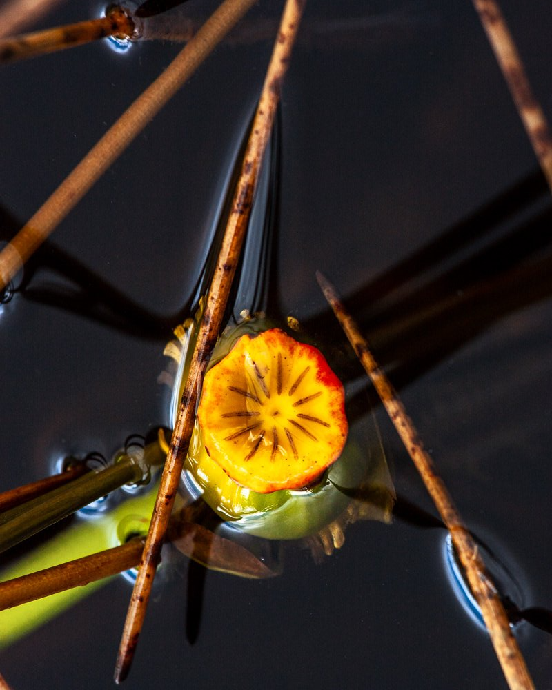 flower in water