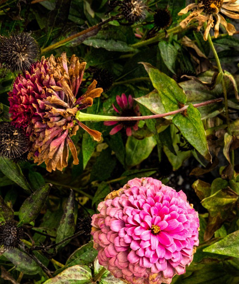 decaying flowers