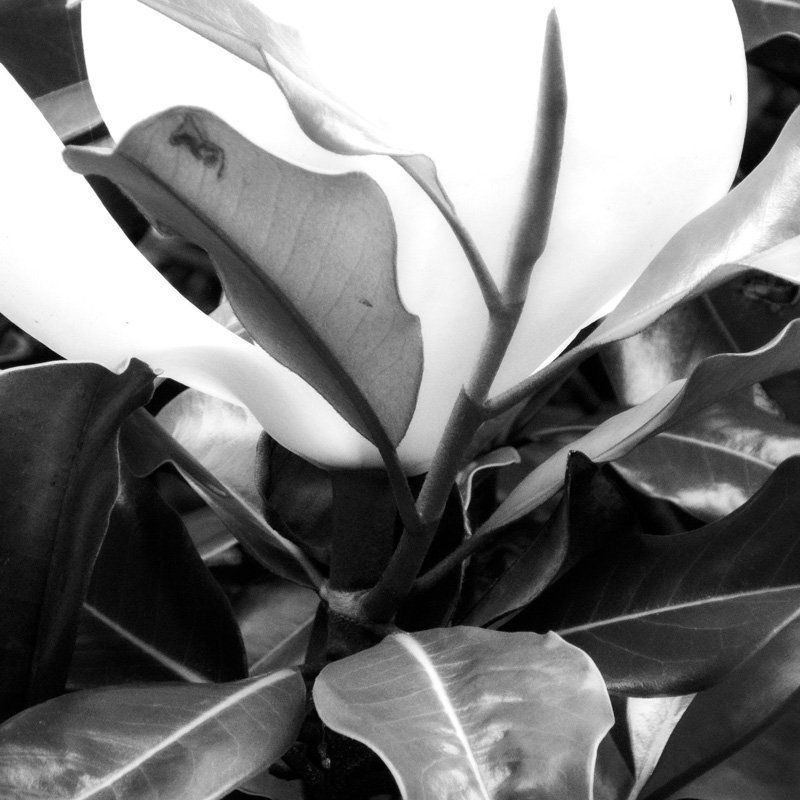 magnolia