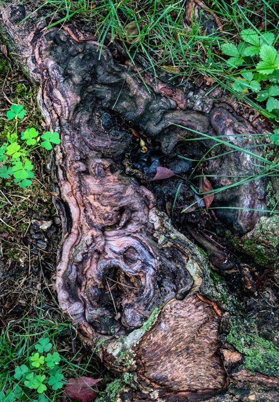 tree root