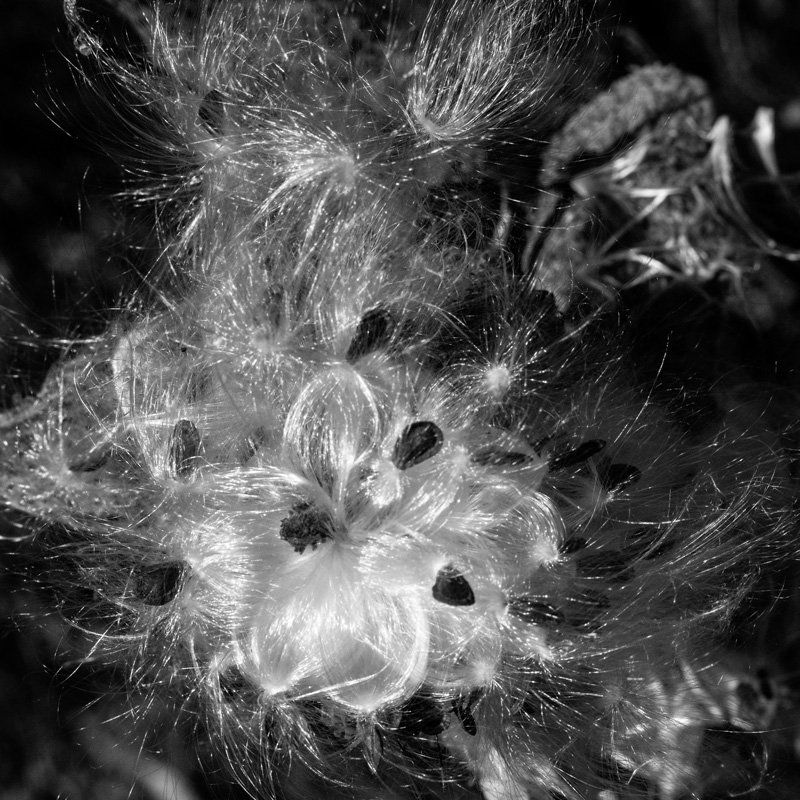 seeds