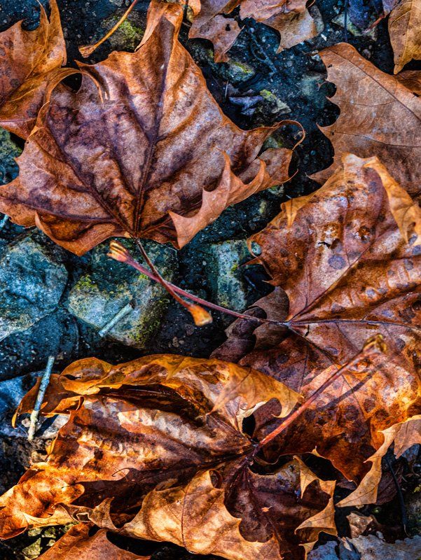 leaves