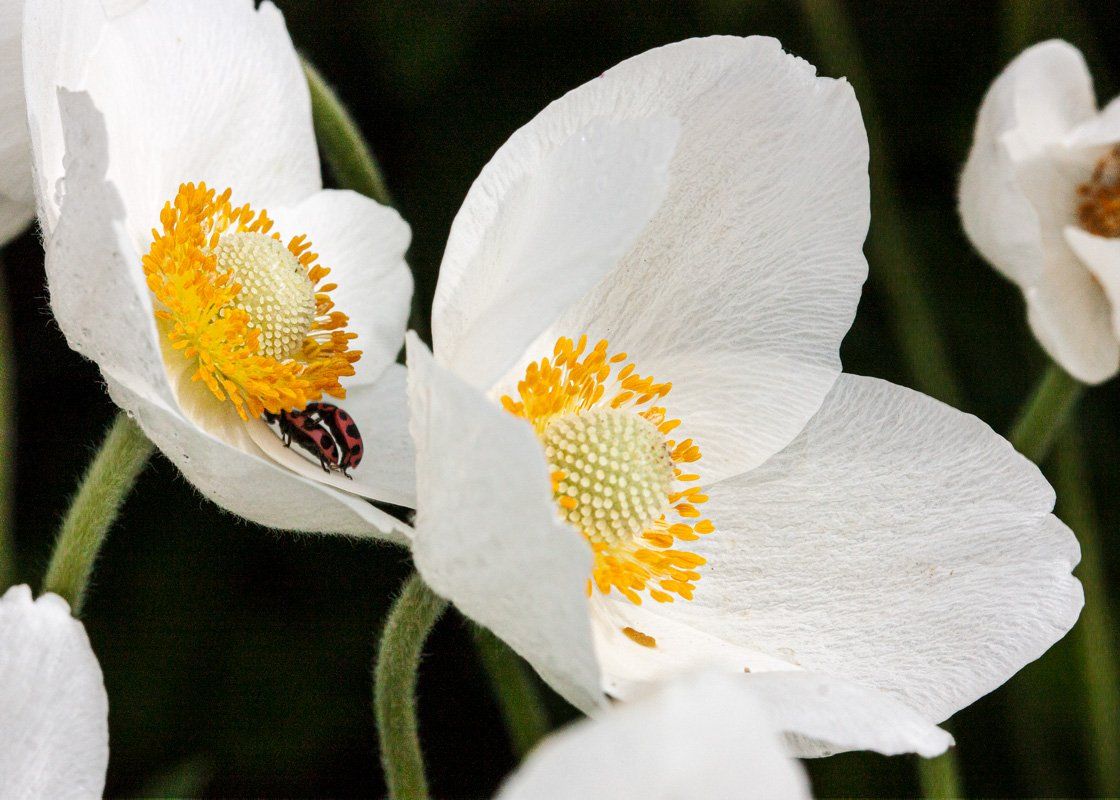 bugs and flowers