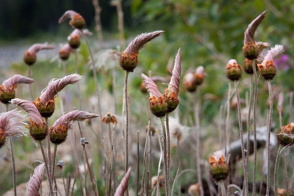 botanical