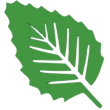 Green leaf with white veins and jagged edges.