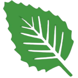 Green leaf with white veins and jagged edges.