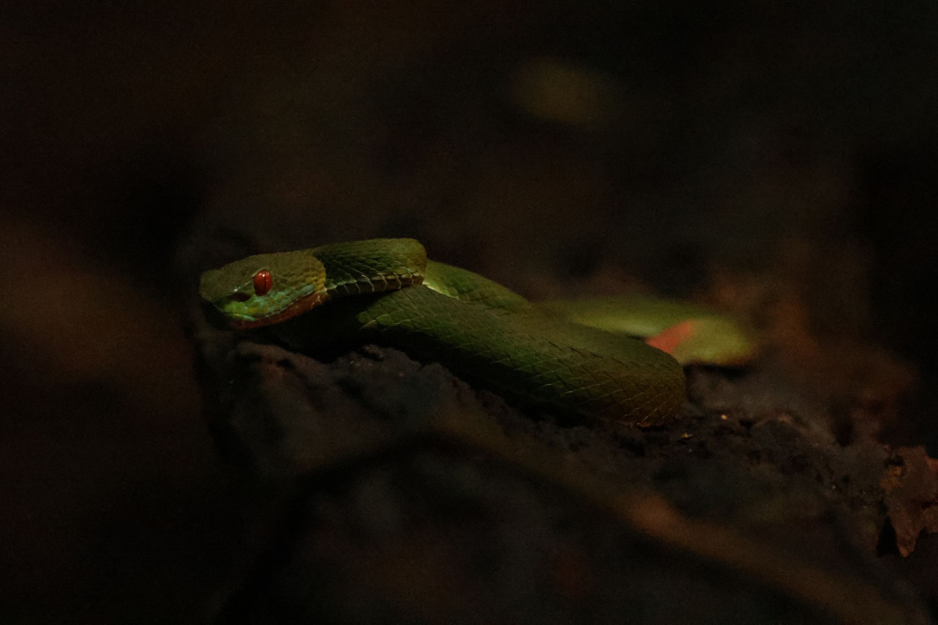 snake at jahoo