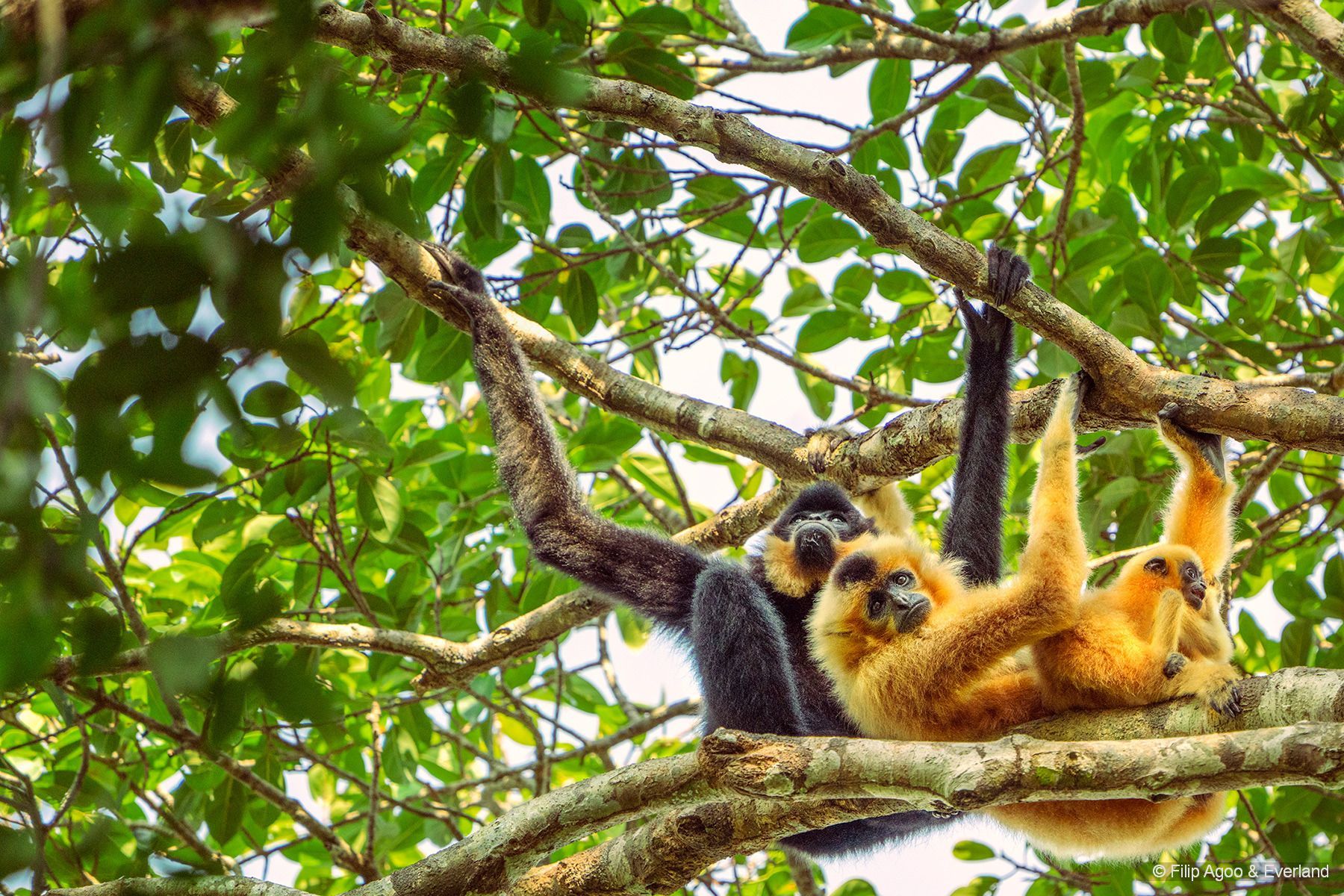 gibbon
