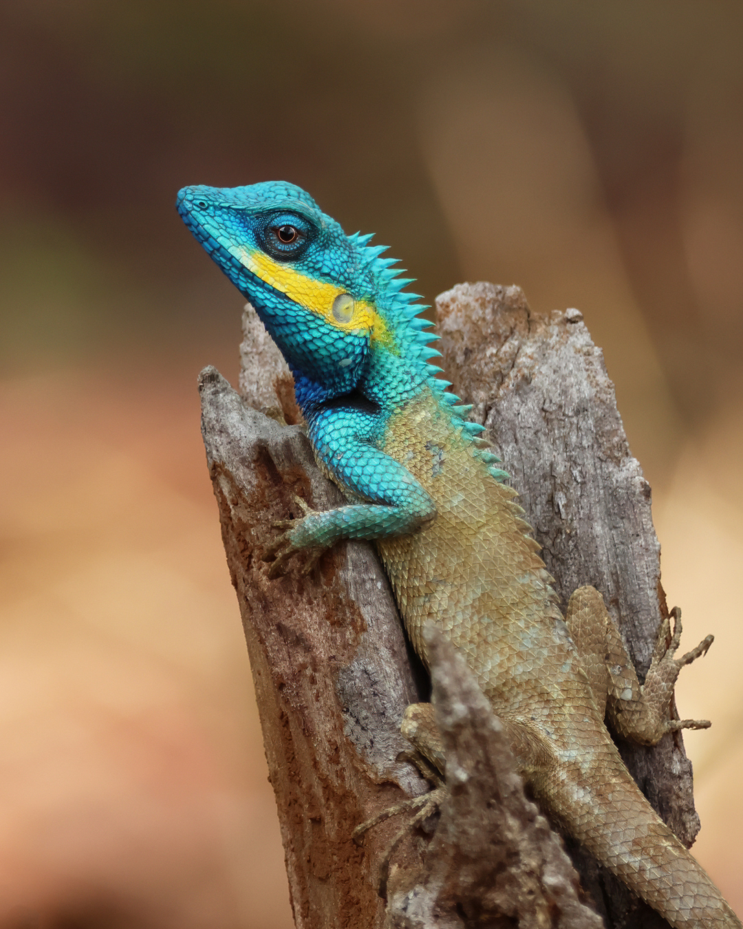 Vietnamese blue crested lizard at Jahoo
