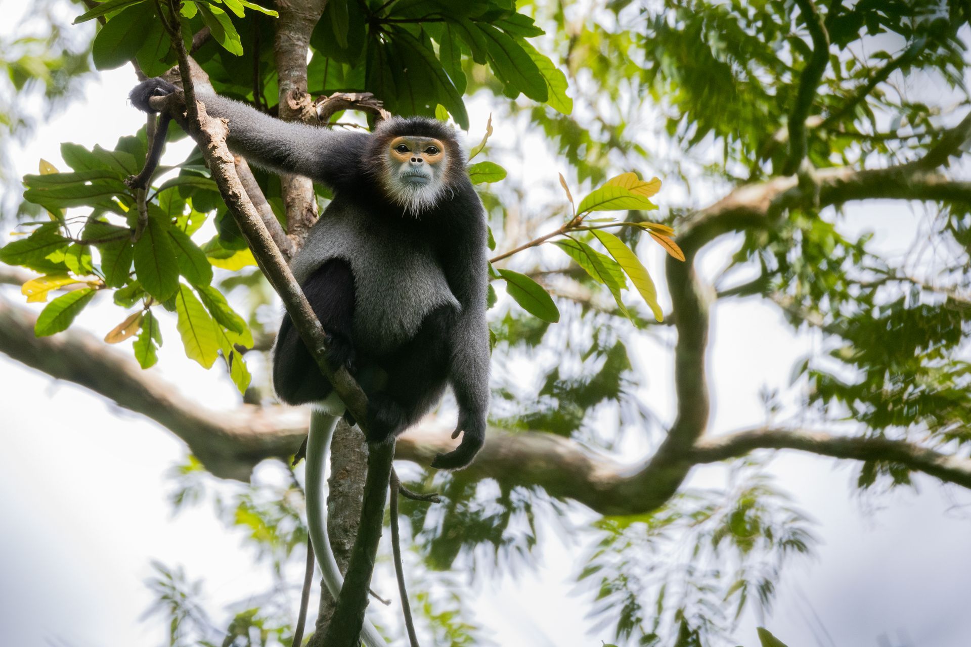 Northern yellow-cheeked tour in cambodia