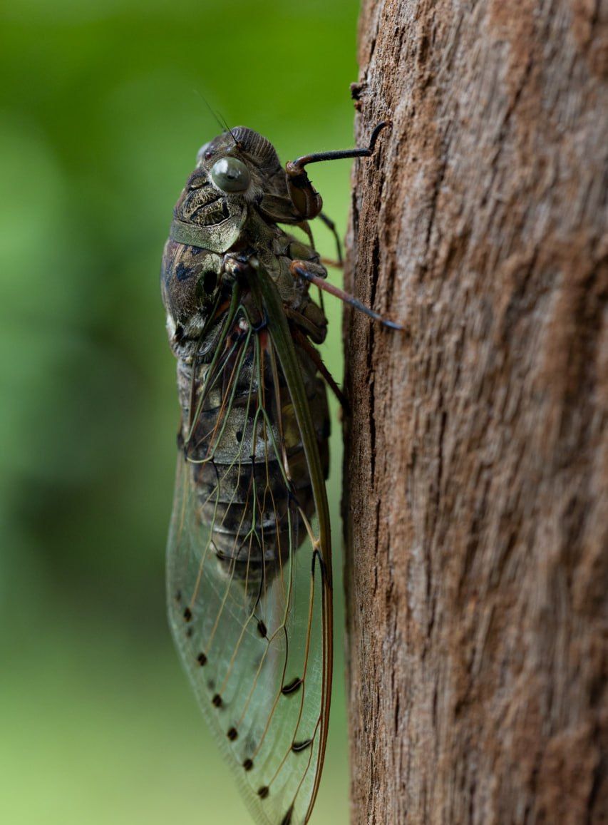 Cicada resting on a tree at Jahoo