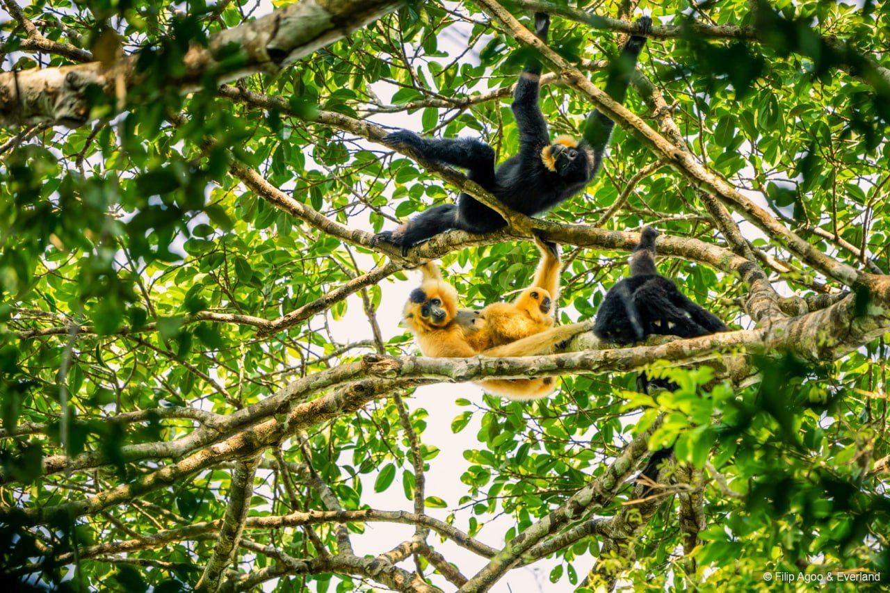 A family of southern yellow-cheeked crested gibbons resting in a tree at Jahoo