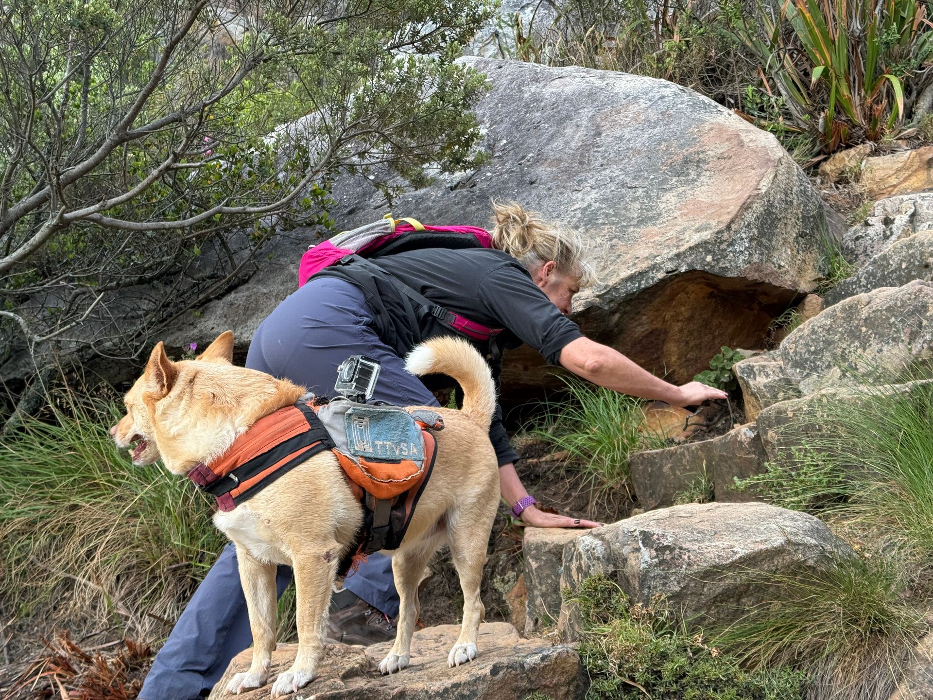 Person with a dog exploring a rocky trail, reaching into a crevice beside large boulders.