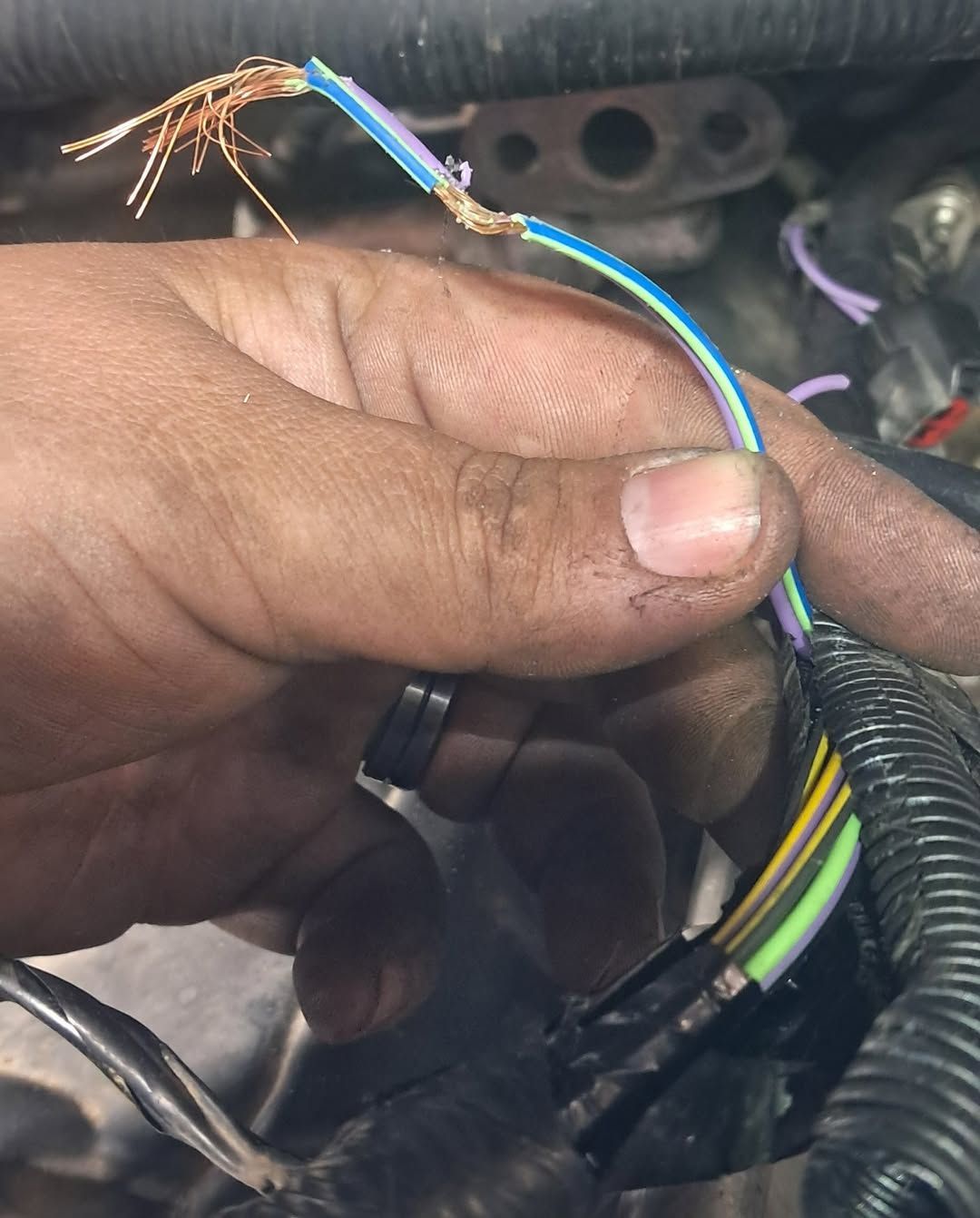 Hand holding exposed multicolored electrical wires in a wiring harness close-up