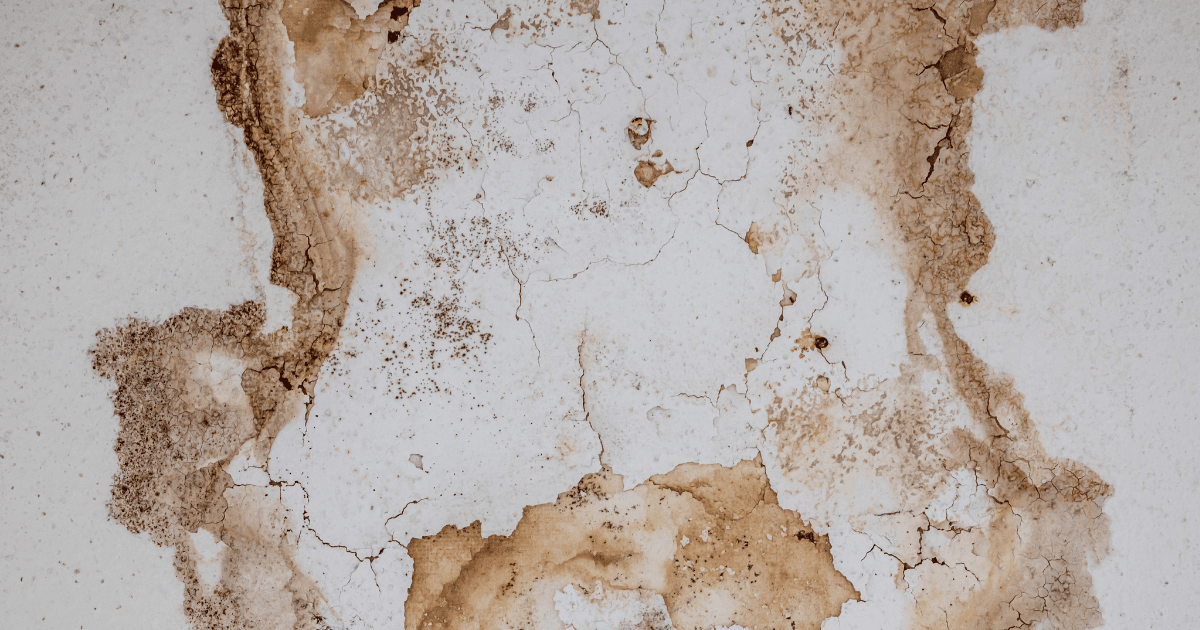 Prevent Mold After Water Damage