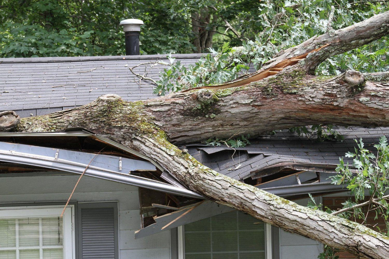 A tree has fallen on the roof of a house.