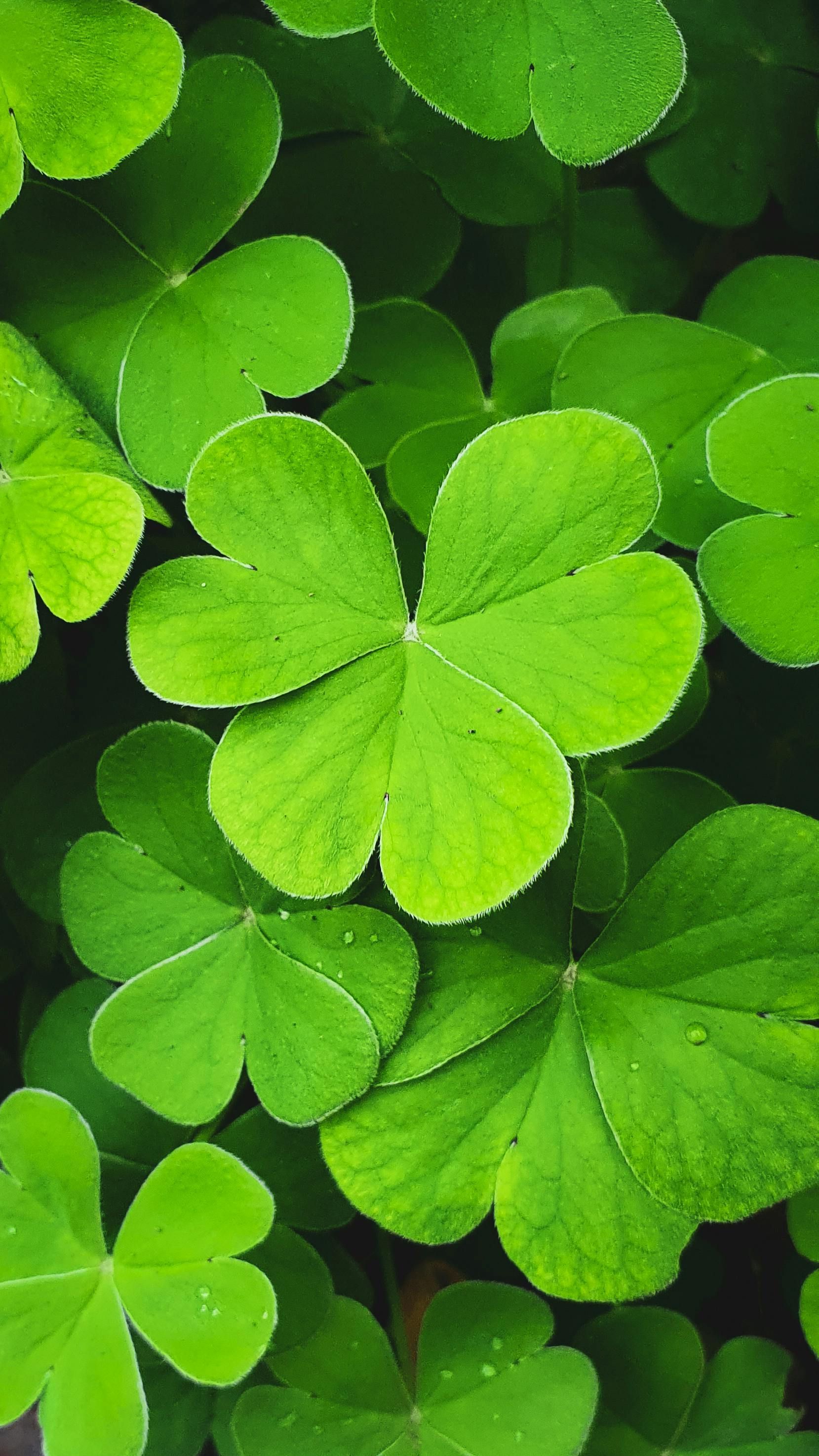 Green shamrock leaves with raindrops.