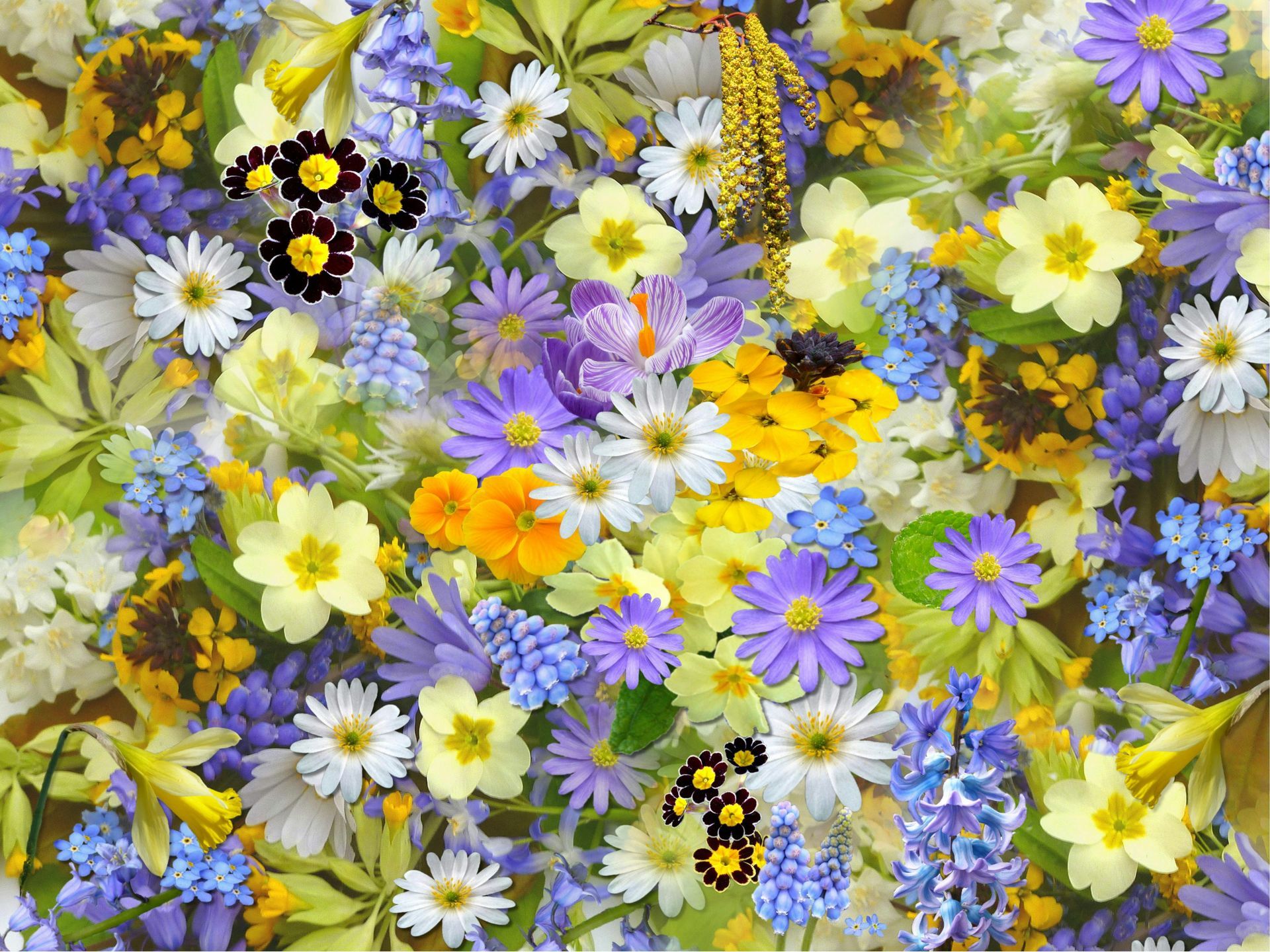 Close-up of a vibrant assortment of spring flowers in shades of yellow, white, purple, and blue.