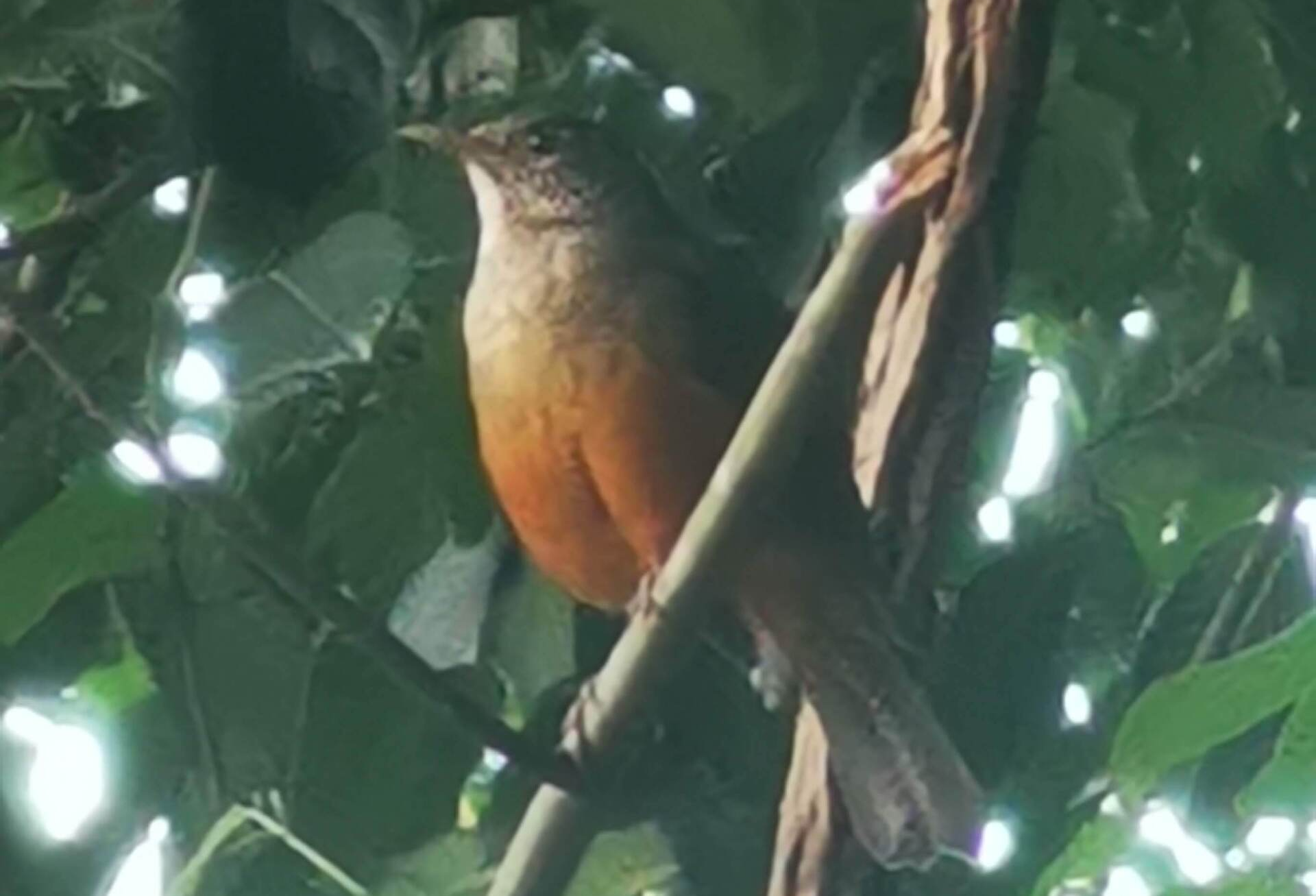 sabiá-laranjeira  ilha grande (Turdus rufiventris)