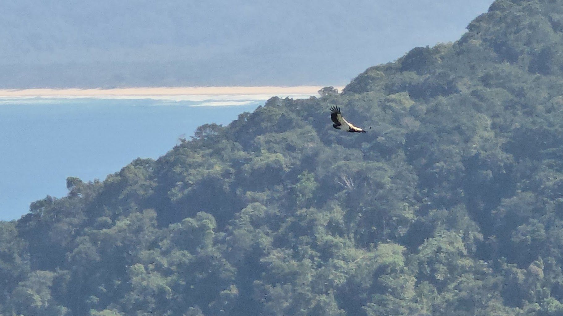 Urubu-rei sobrevoando a Mata Atlântica na Ilha Grande com a REBIO da Praia do Sul ao fundo