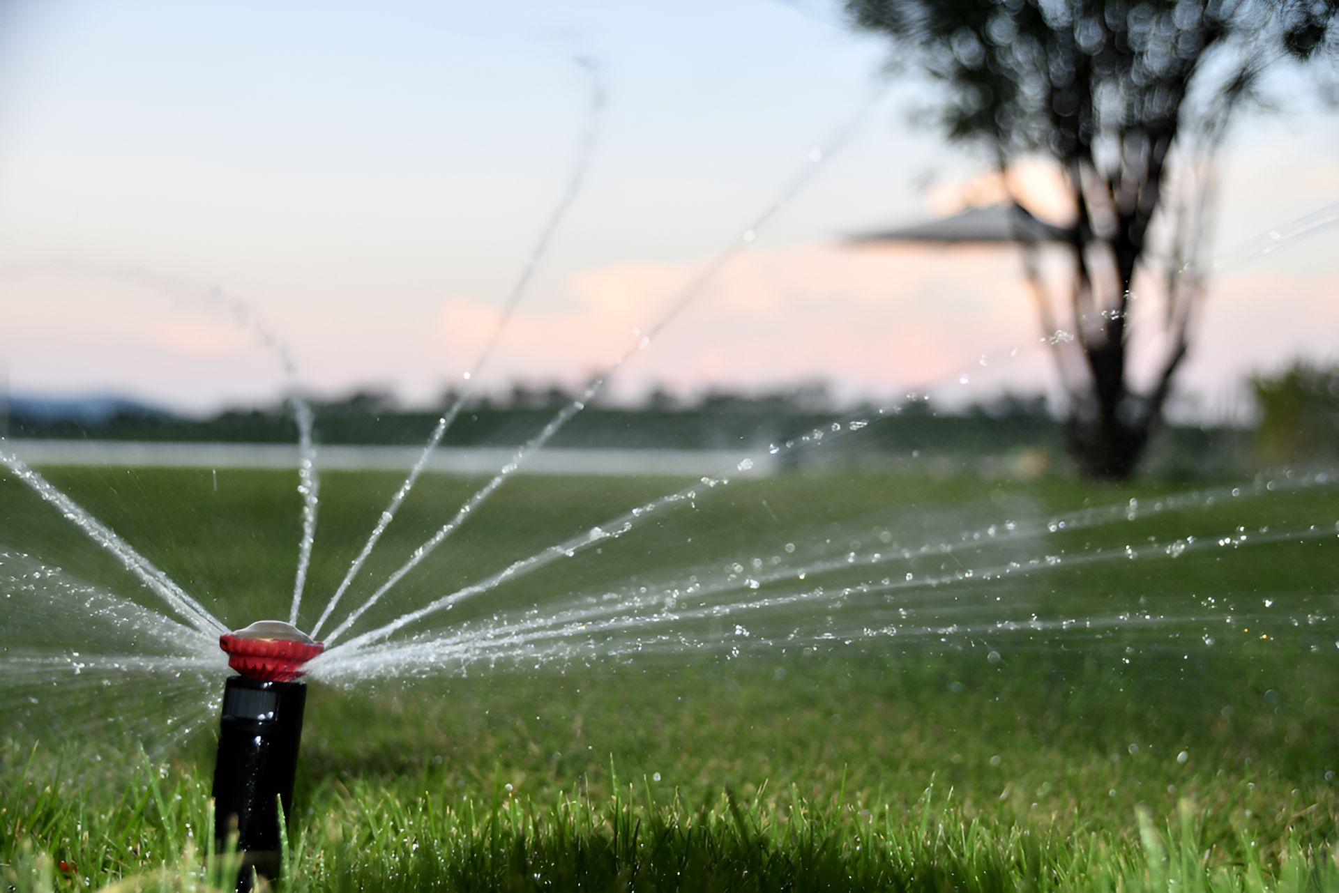 Sprinkler spraying water on a green lawn in front of a tree and a blurred background at dusk.