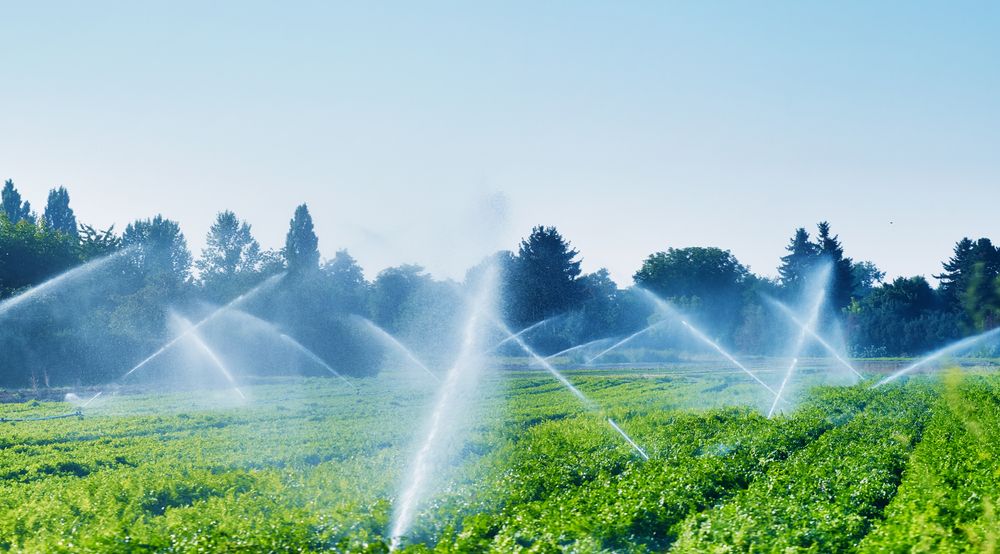 A Field of Green Plants is Being Watered With Sprinklers — Sweeney's Pumps & Irrigation In Maitland, NSW