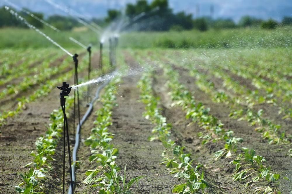 Rows Of Crops Being Watered by Sprinklers in A Field — Sweeney's Pumps & Irrigation In Medowie, NSW