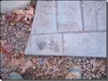 Concrete Children Handprints — Fletcher, NC — Cane Creek Concrete
