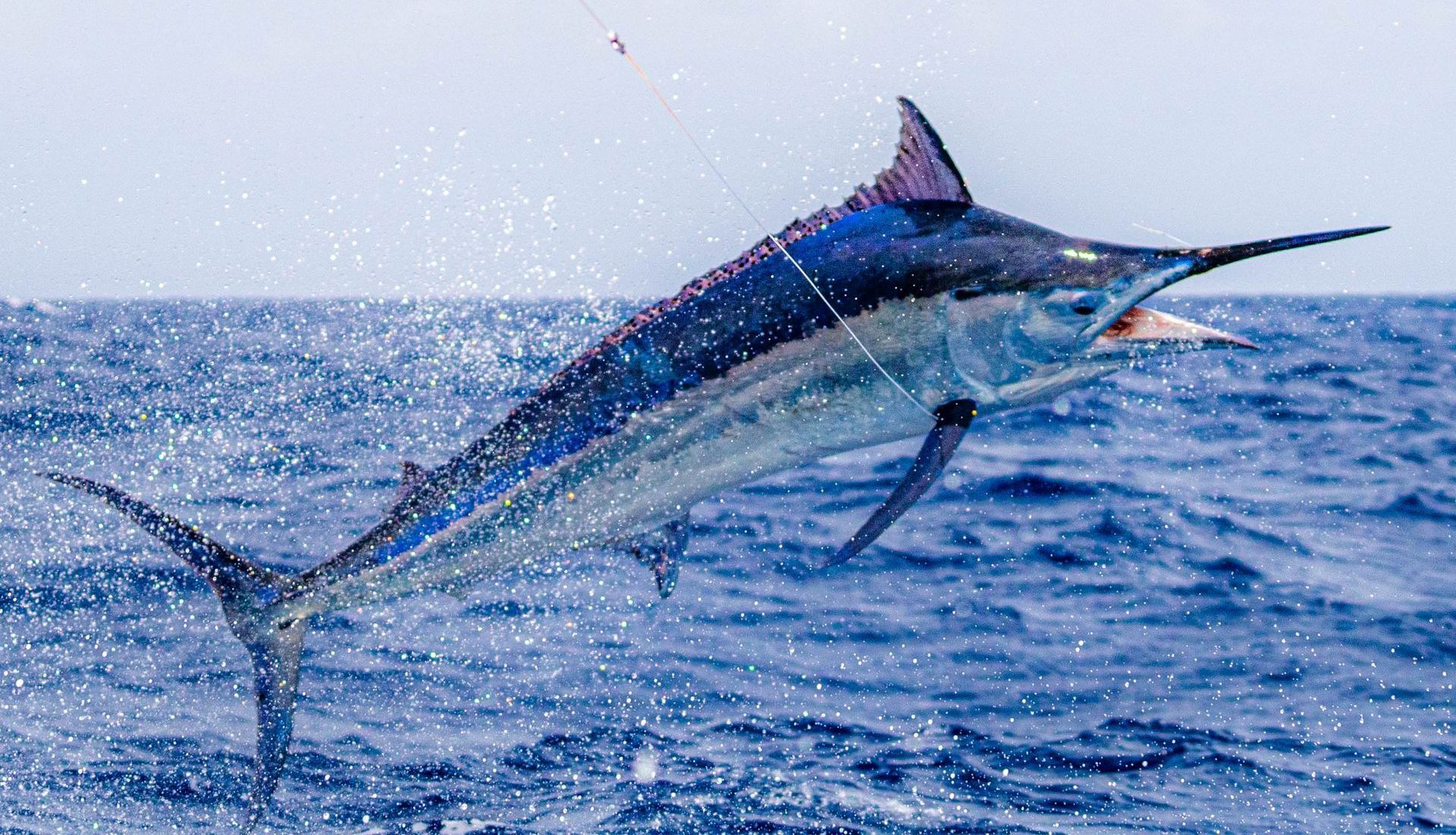 airborne giant black marlin