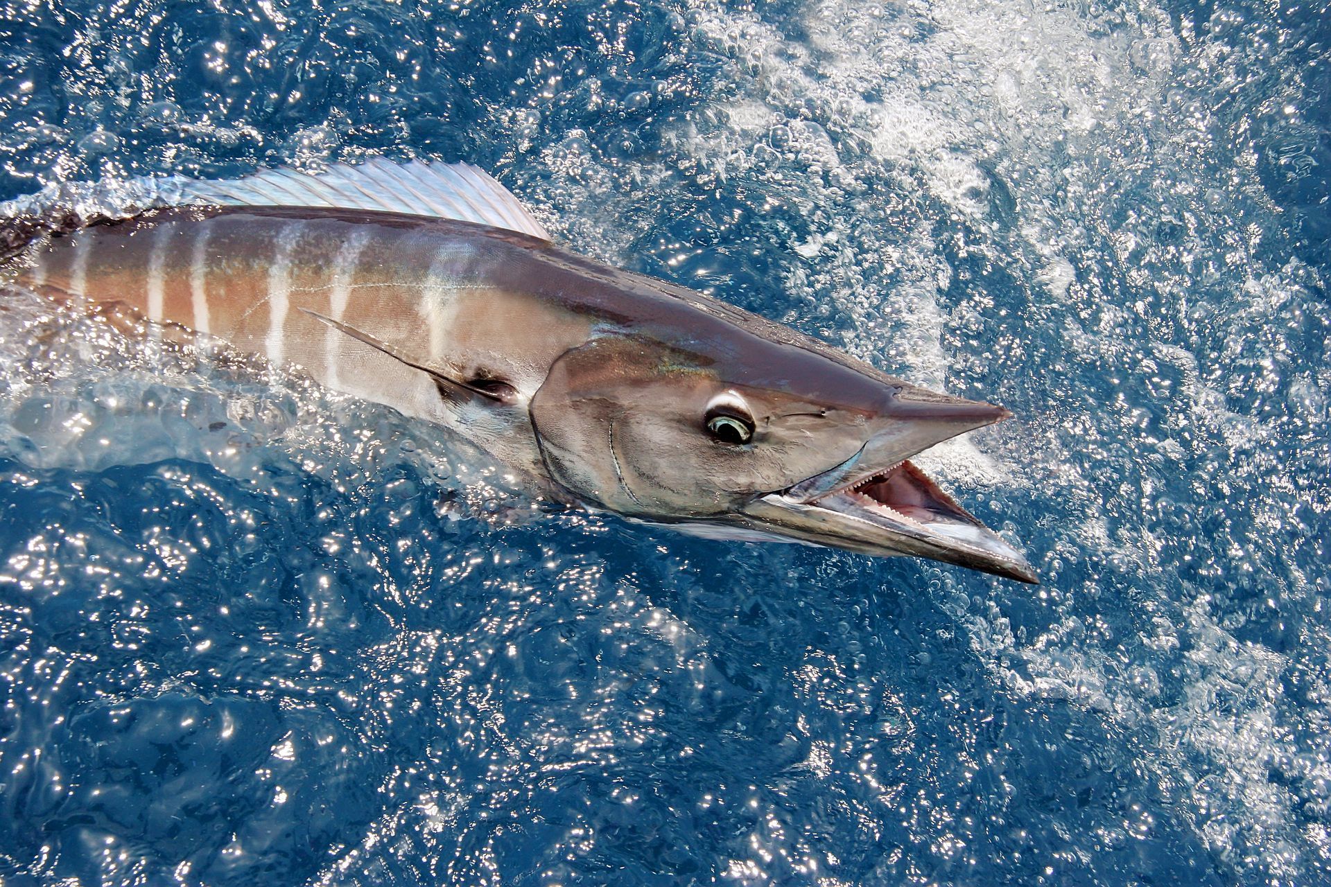 wahoo fish in water