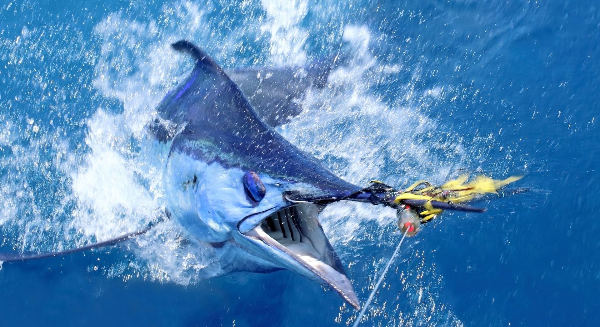 marlin on the hook