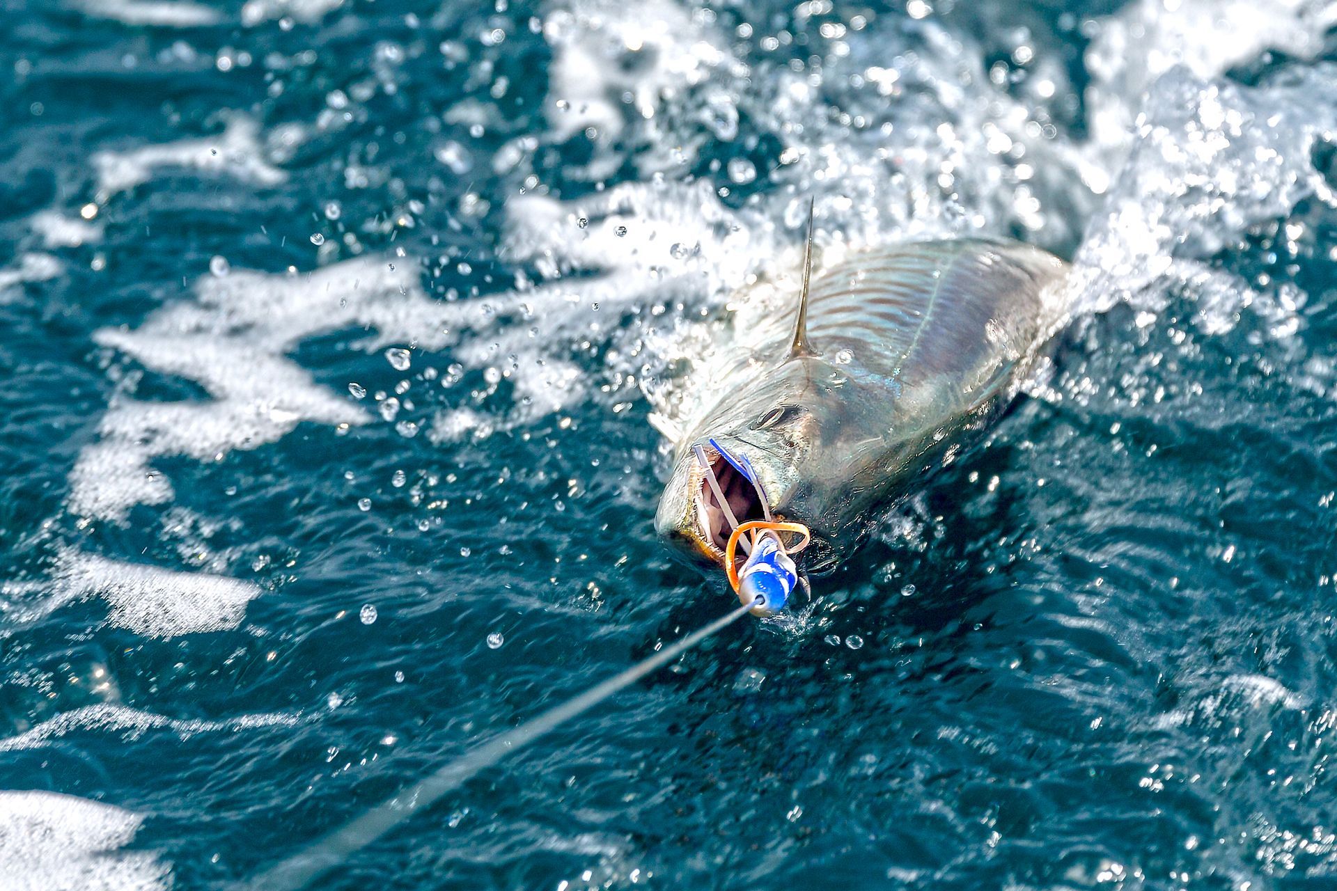 wahoo on hook