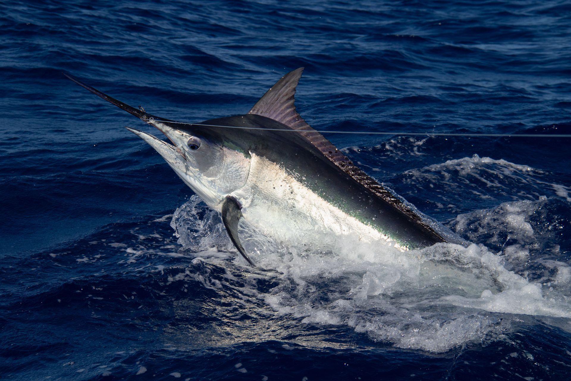 black marlin in the water