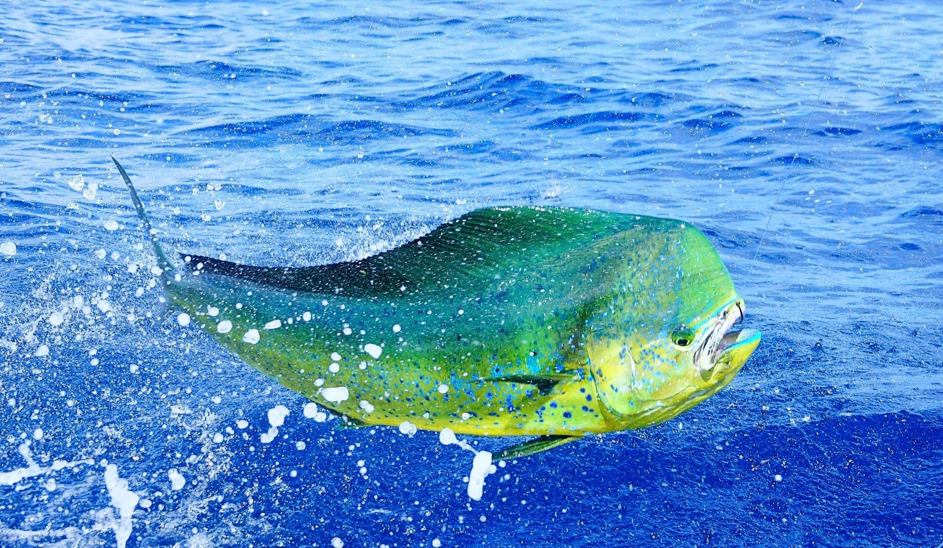 mahi mahi jumping