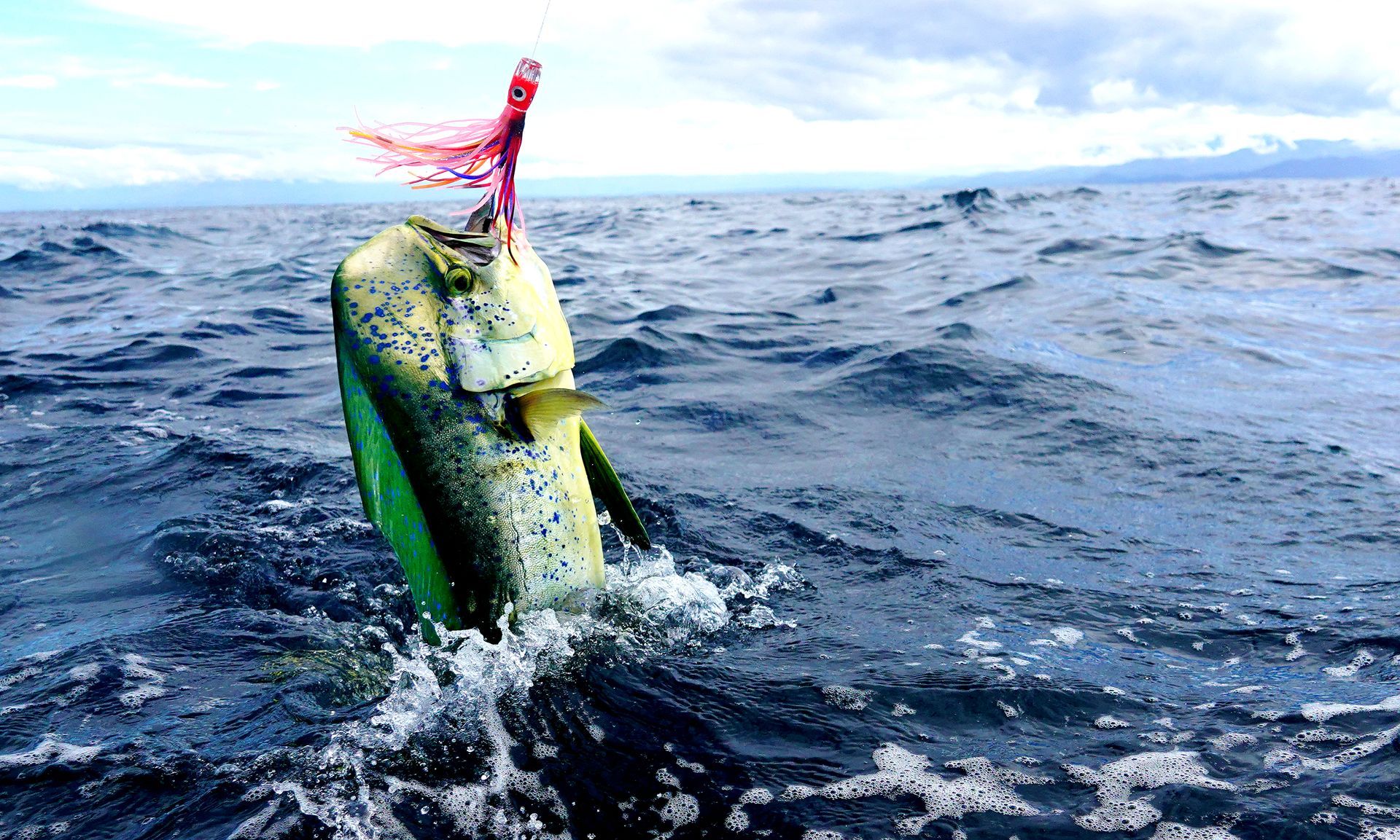 mahi mahi on hook