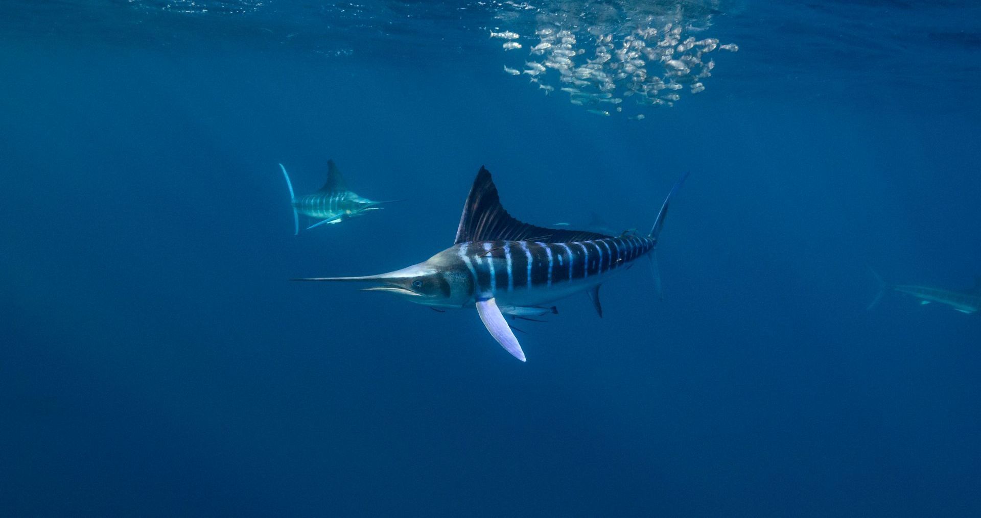 striped marlin in water