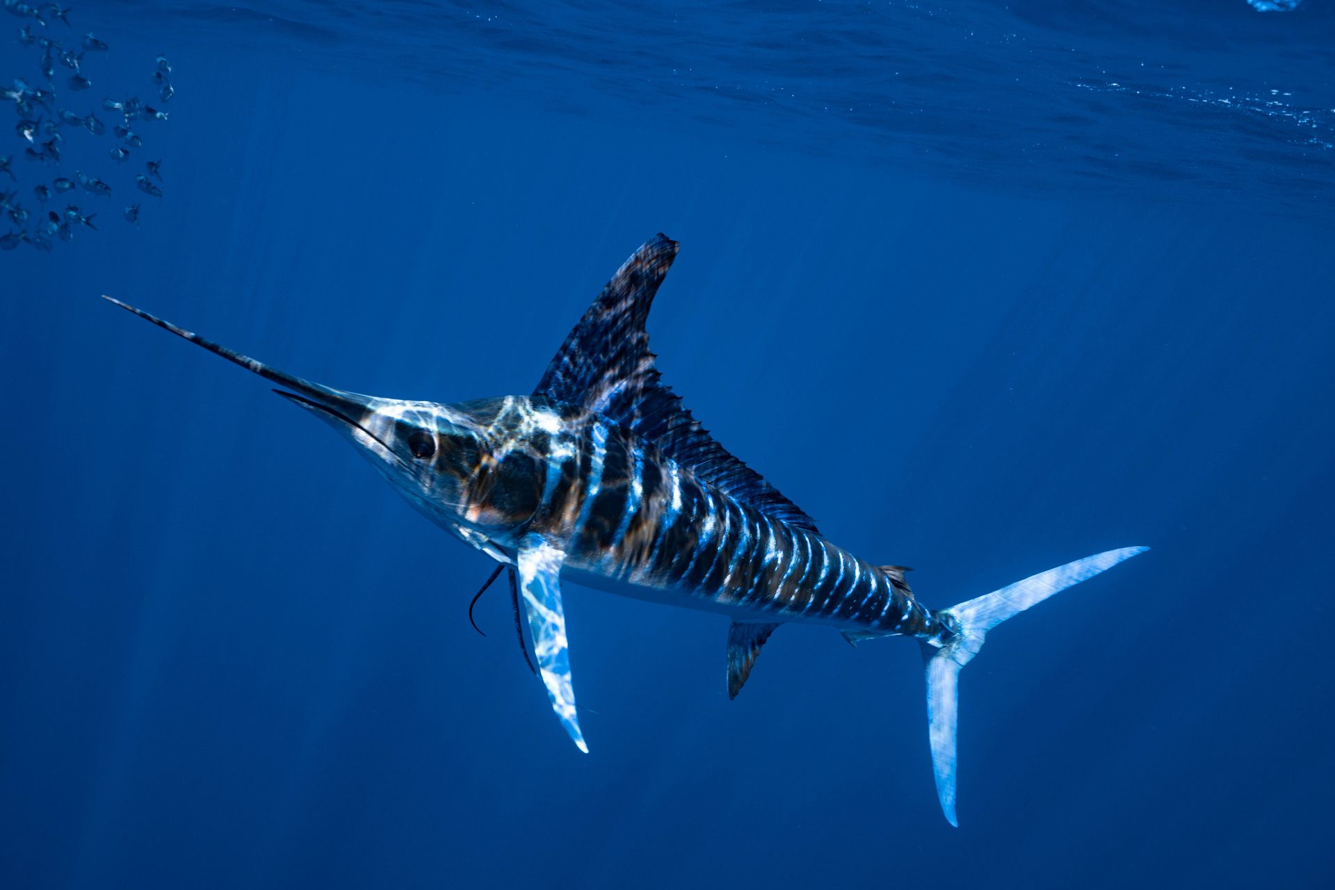 stripped marlin swimming