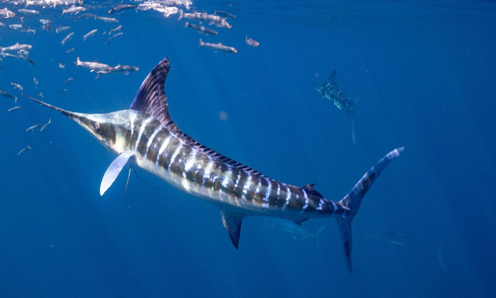 striped marlin in water