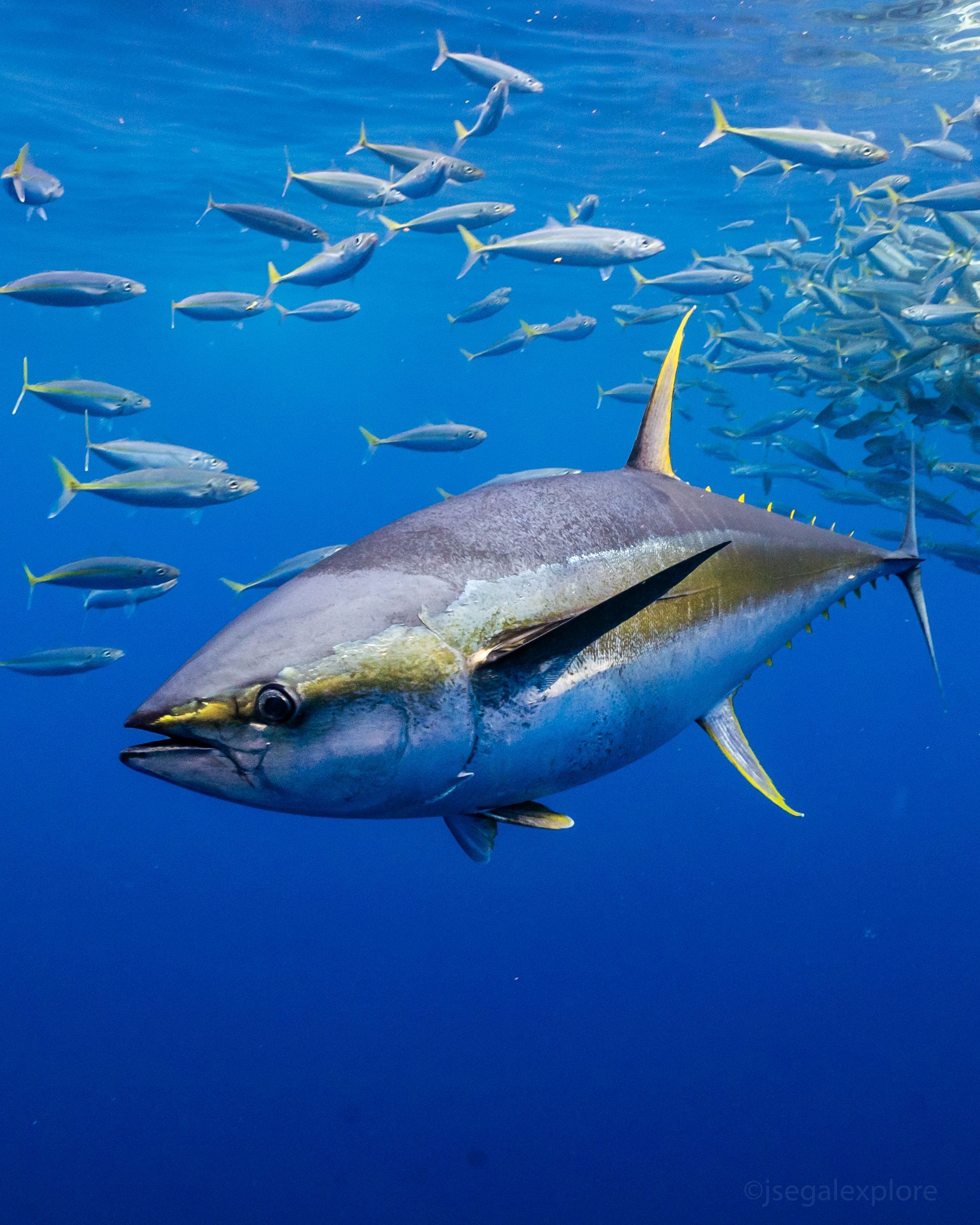 yellowfin tuna swimming