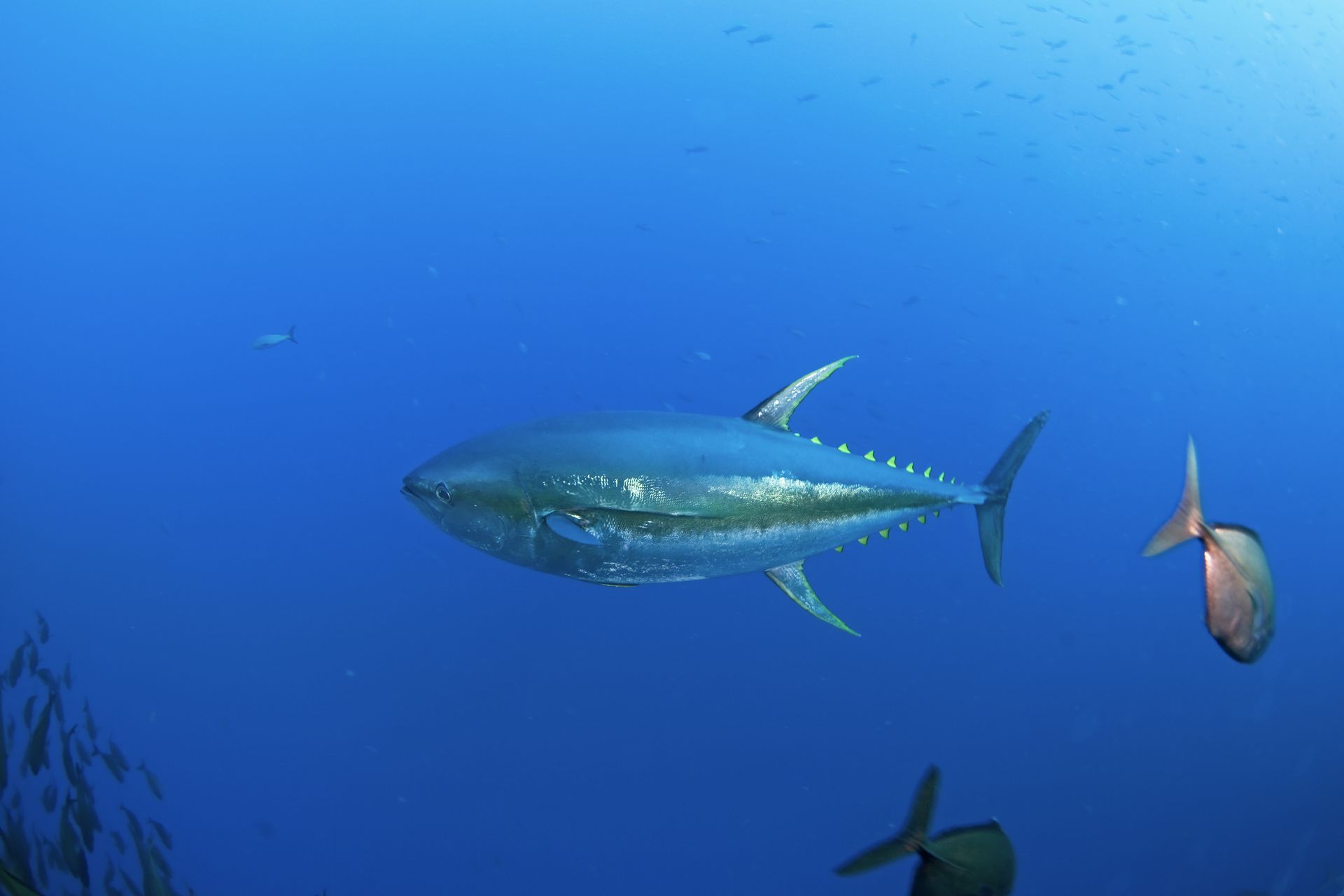 a yellowfin tuna swimming