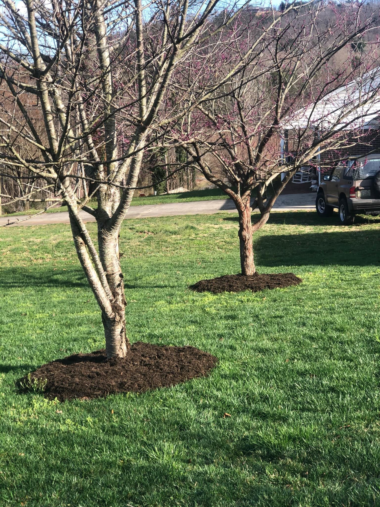 Two small trees with budding branches stand on a grassy lawn with fresh dark mulch rings around their bases.