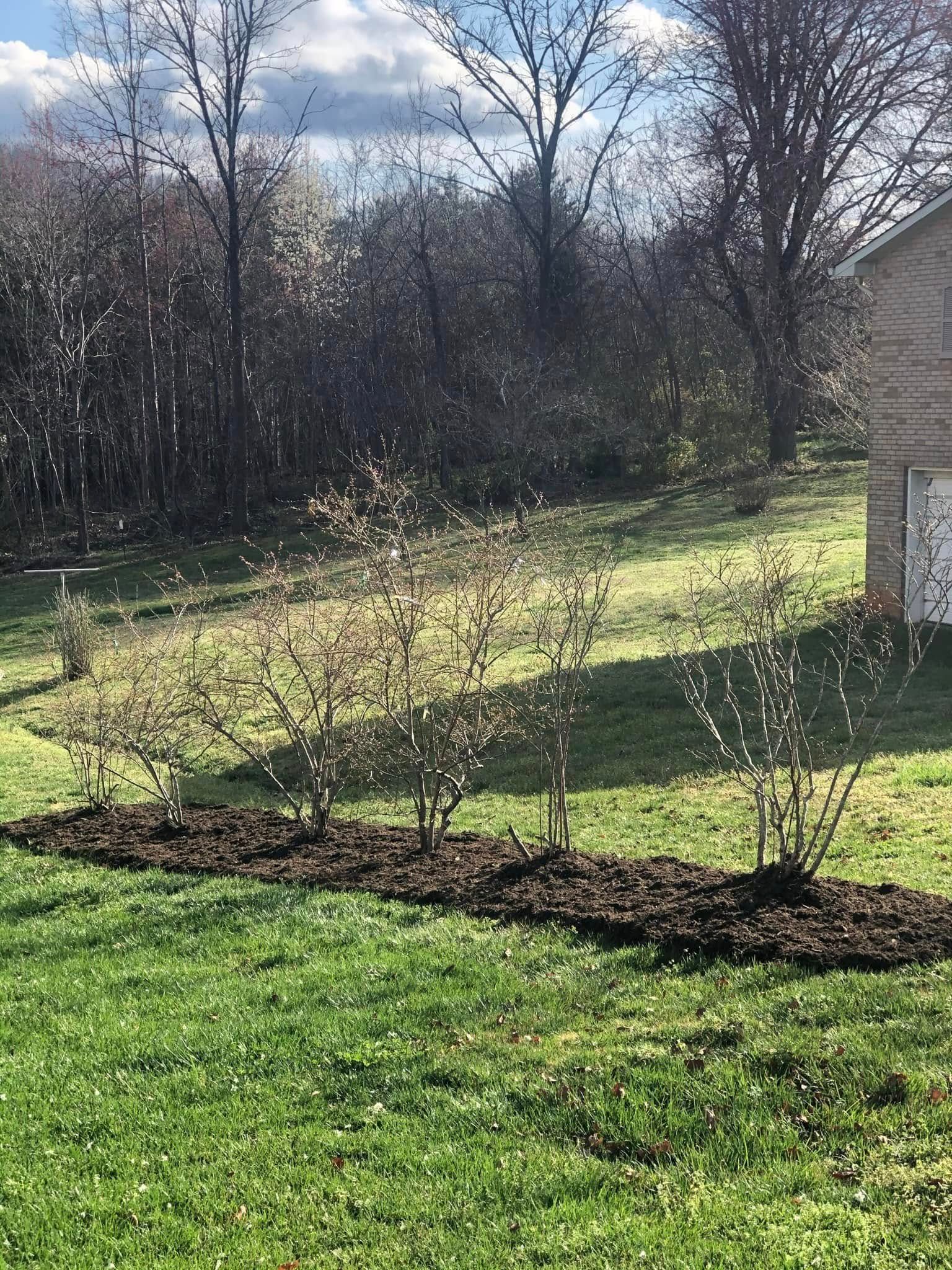 A row of small, leafless bushes planted in a long strip of dark mulch, set in a grassy yard before a line of trees.