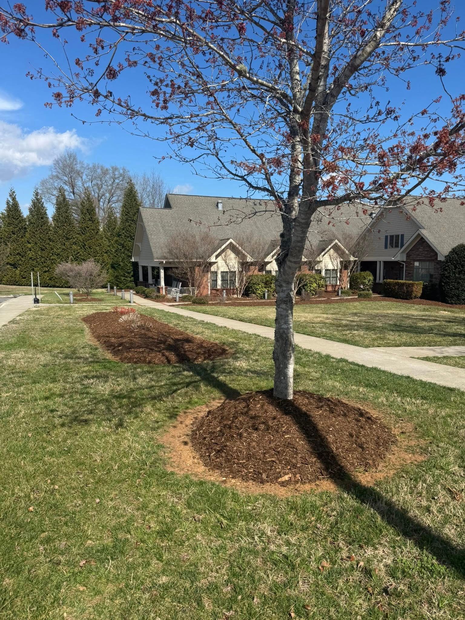 A young tree stands in a grassy front yard with fresh mulch around its base near a residential building.