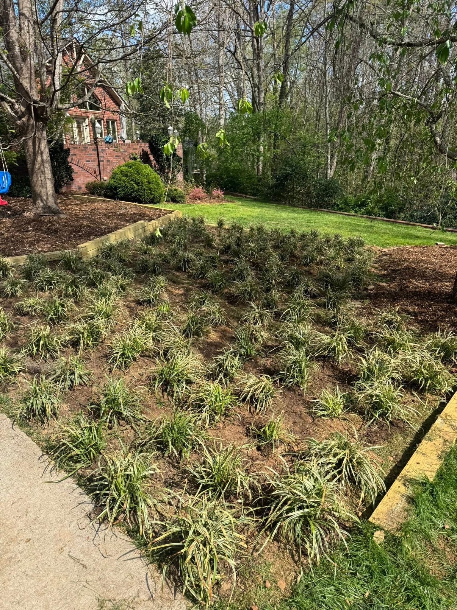 A garden bed with low-lying green plants, bordered by mulch and grass, with a wooded background and part of a house.
