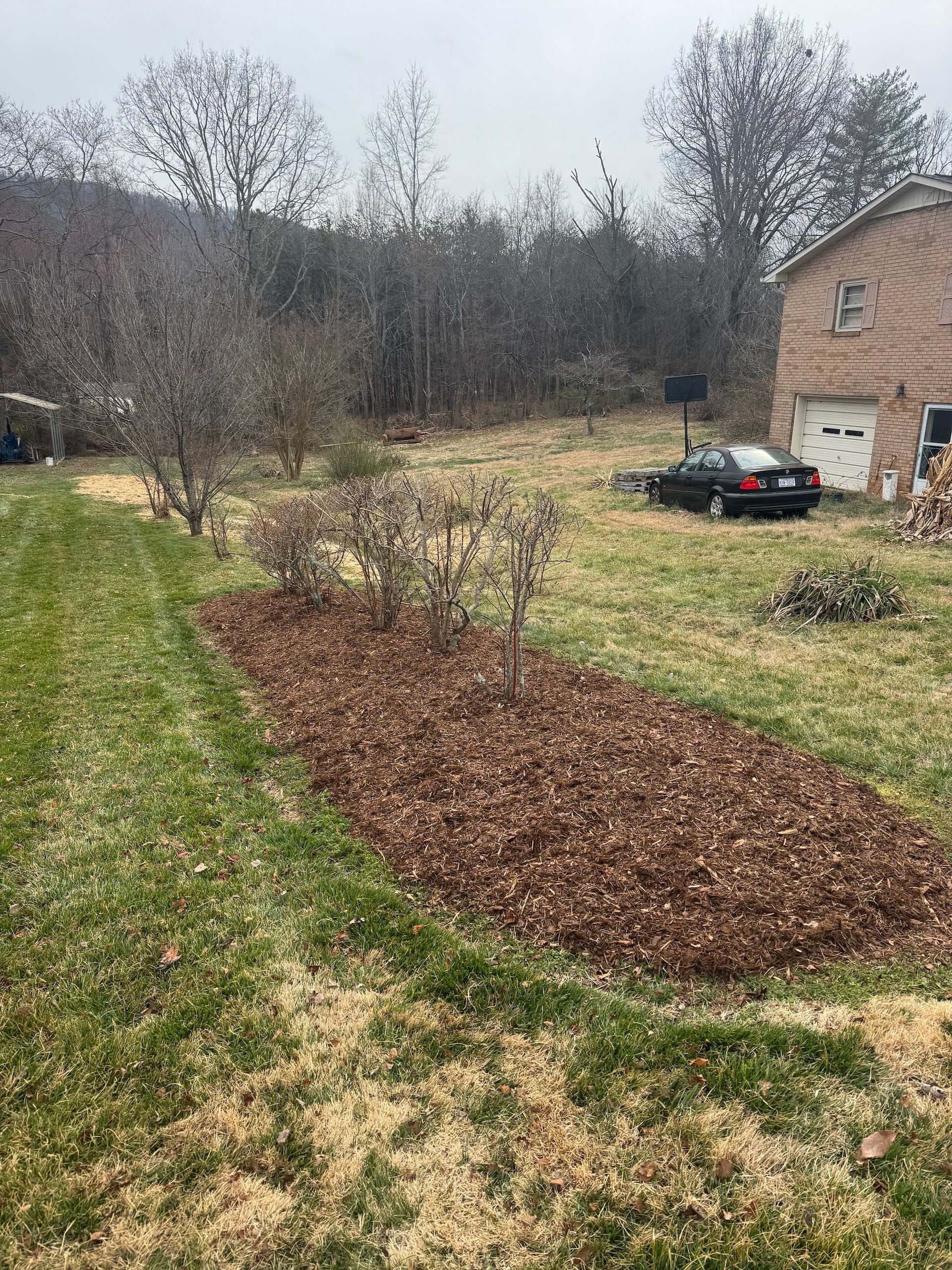 A mulch bed with small shrubs in a grassy yard, with a house and car in the background.
