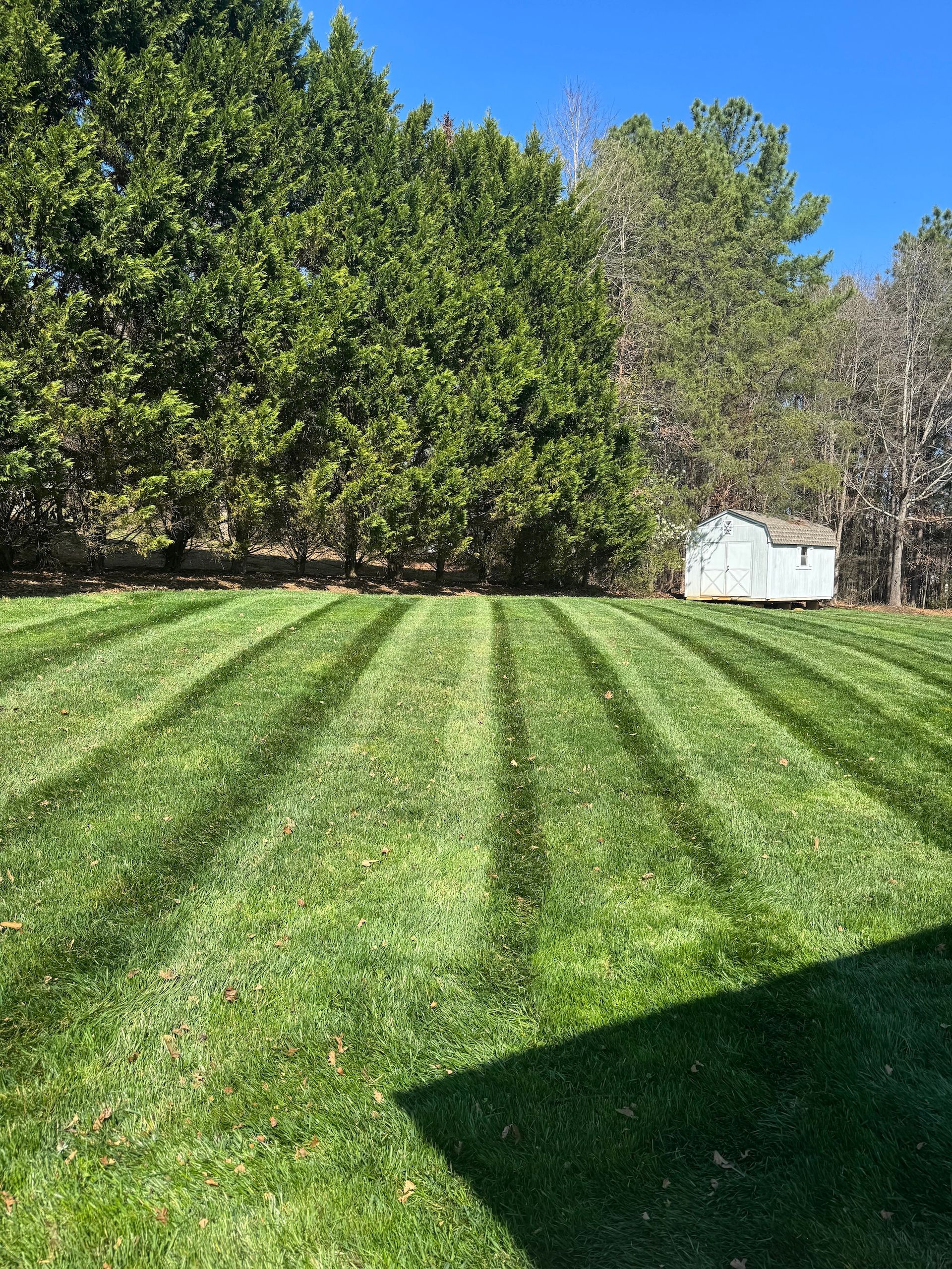 A freshly mown lawn with striped patterns, set against a backdrop of dense green trees and a small white shed.