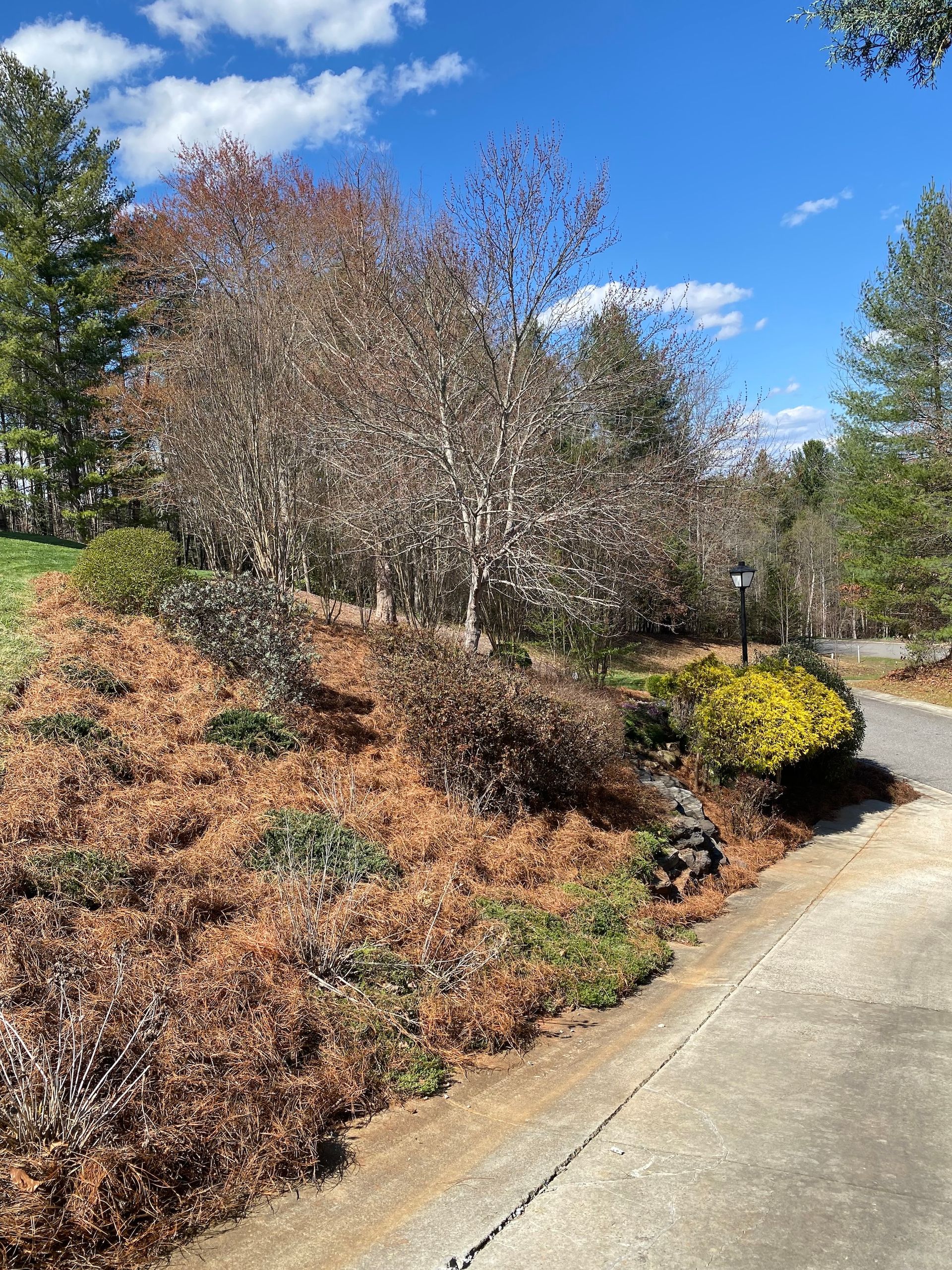 A landscape view of a hillside covered in brown, withered vegetation and scattered shrubs next to a concrete driveway.