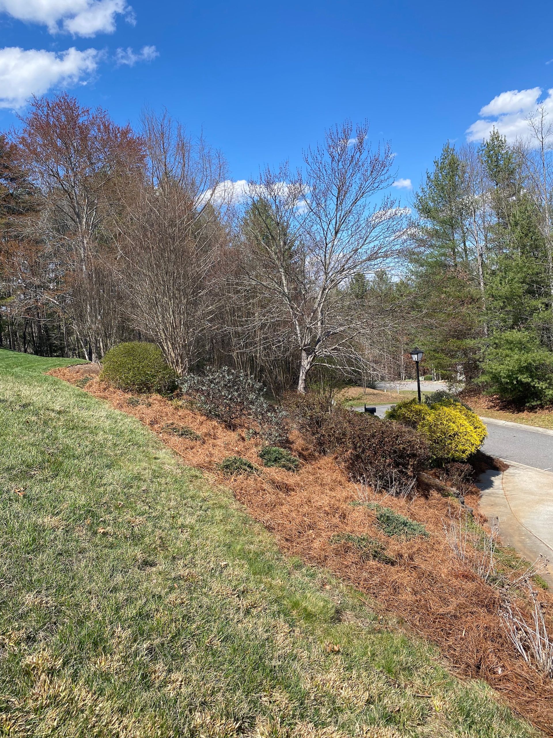 A sloped lawn leads to a mulched garden bed with bare trees and small shrubs under a bright, clear blue sky.