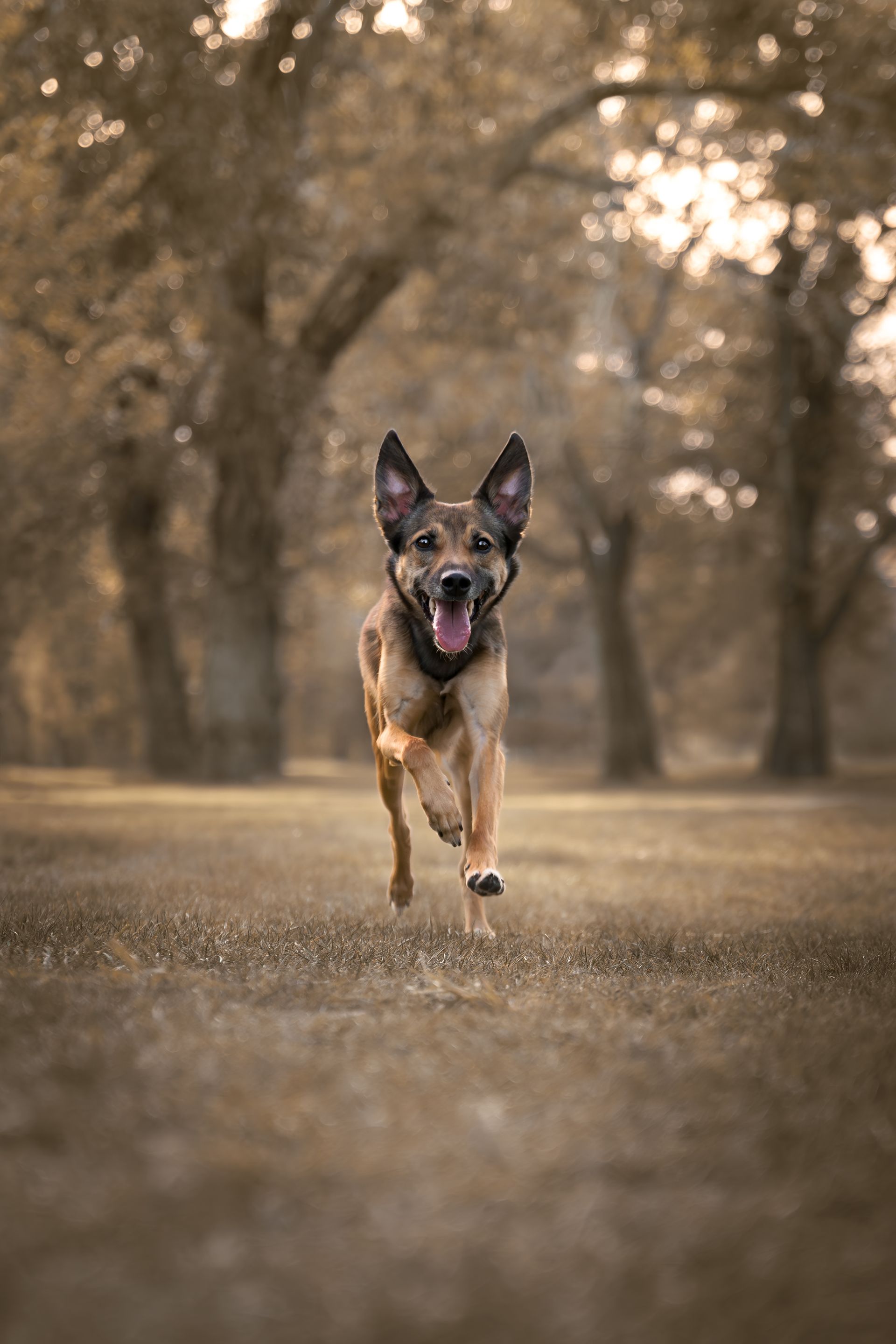 calgary dog photos, calgary dog photography, alberta dog photographer