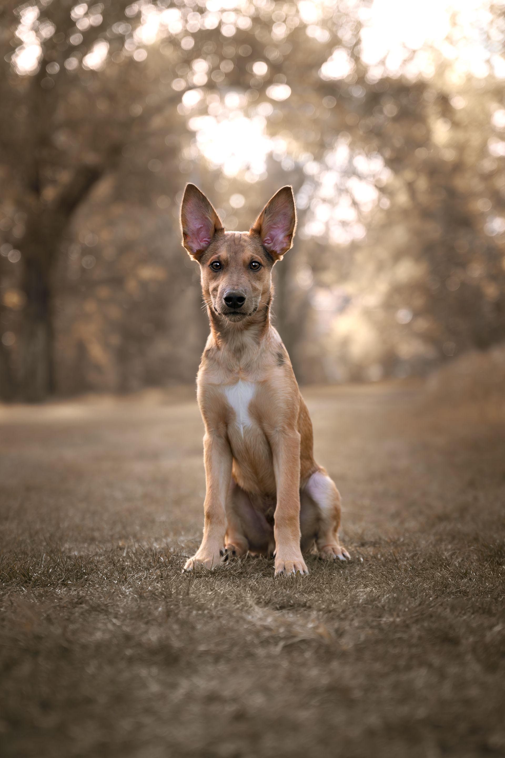 calgary dog photos, calgary dog photography, alberta dog photographer